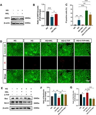 Honokiol protects against diabetic retinal microvascular injury via sirtuin 3-mediated mitochondrial fusion